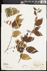 Betula alleghaniensis image