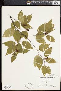 Betula lenta image