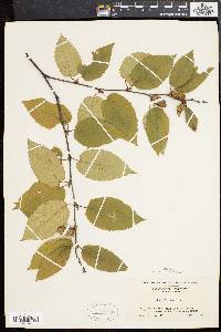 Betula lenta image