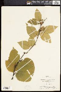 Betula lenta image