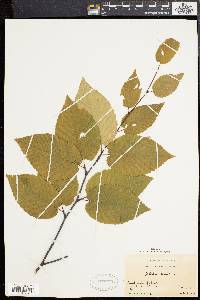 Betula lenta image