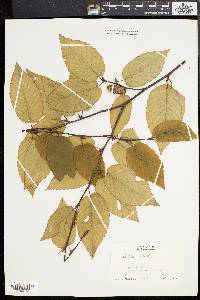 Betula lenta image