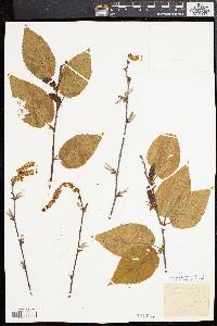 Betula lenta image