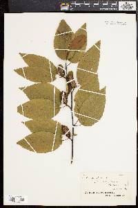 Betula lenta image