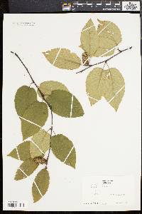 Betula lenta image