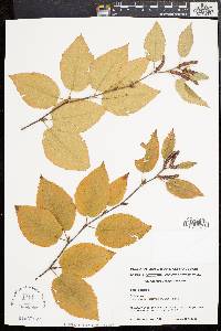 Betula lenta image