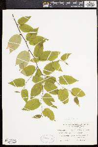 Betula lenta image