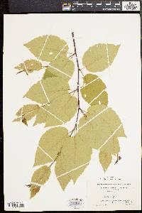 Betula lenta image