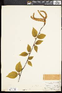 Betula lenta image