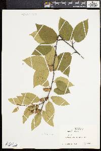 Betula lenta image