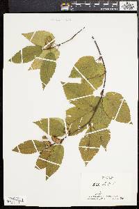 Betula lenta image