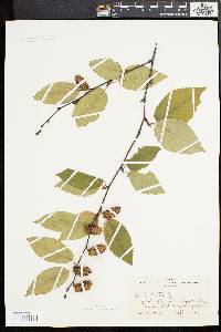 Betula lenta image