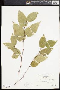 Betula lenta image