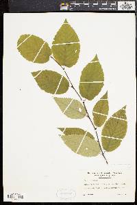Betula lenta image