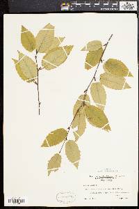 Betula lenta image