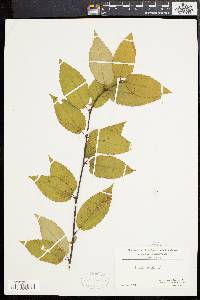 Betula lenta image