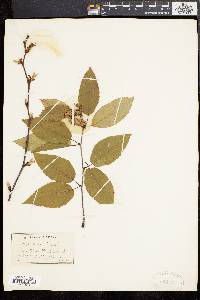 Betula lenta image