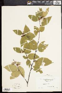 Betula lenta image
