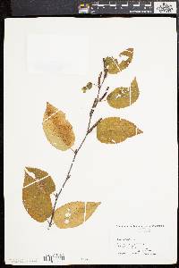 Betula lenta image