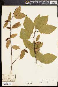 Betula lenta image