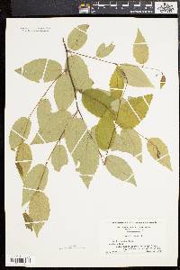 Betula lenta image