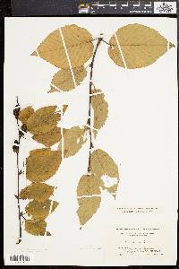 Betula lenta image