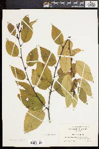 Betula lenta image