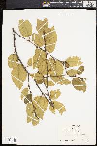 Betula lenta image