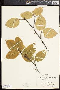 Betula lenta image