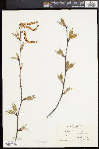 Betula lenta image
