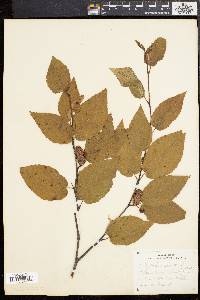 Betula lenta image