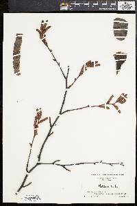 Betula lenta image