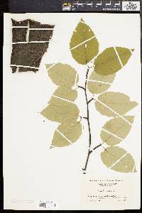 Betula lenta image