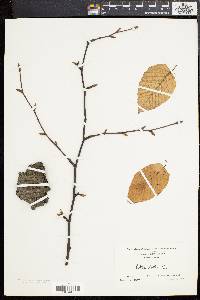 Betula lenta image