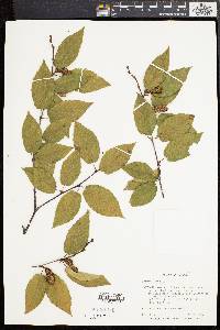 Betula lenta image