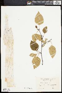 Betula papyrifera image