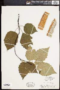 Betula papyrifera image