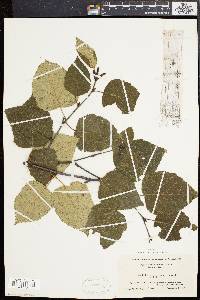 Betula papyrifera image