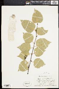 Betula papyrifera image