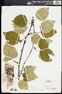 Betula papyrifera image