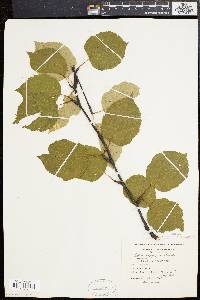 Betula papyrifera image