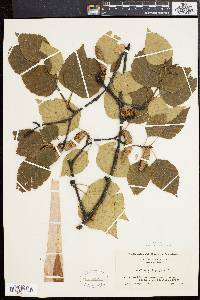 Betula papyrifera image