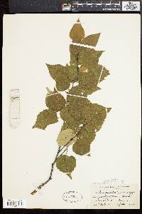 Betula papyrifera image