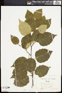 Betula papyrifera image