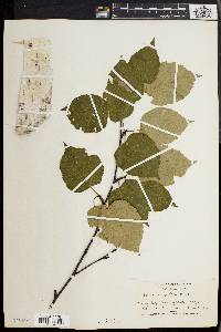 Betula papyrifera image