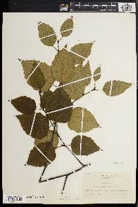 Betula papyrifera image