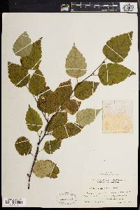 Betula papyrifera image