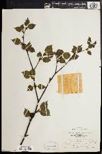 Betula papyrifera image