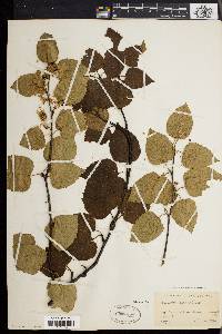 Betula papyrifera image