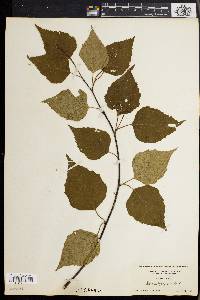 Betula papyrifera image